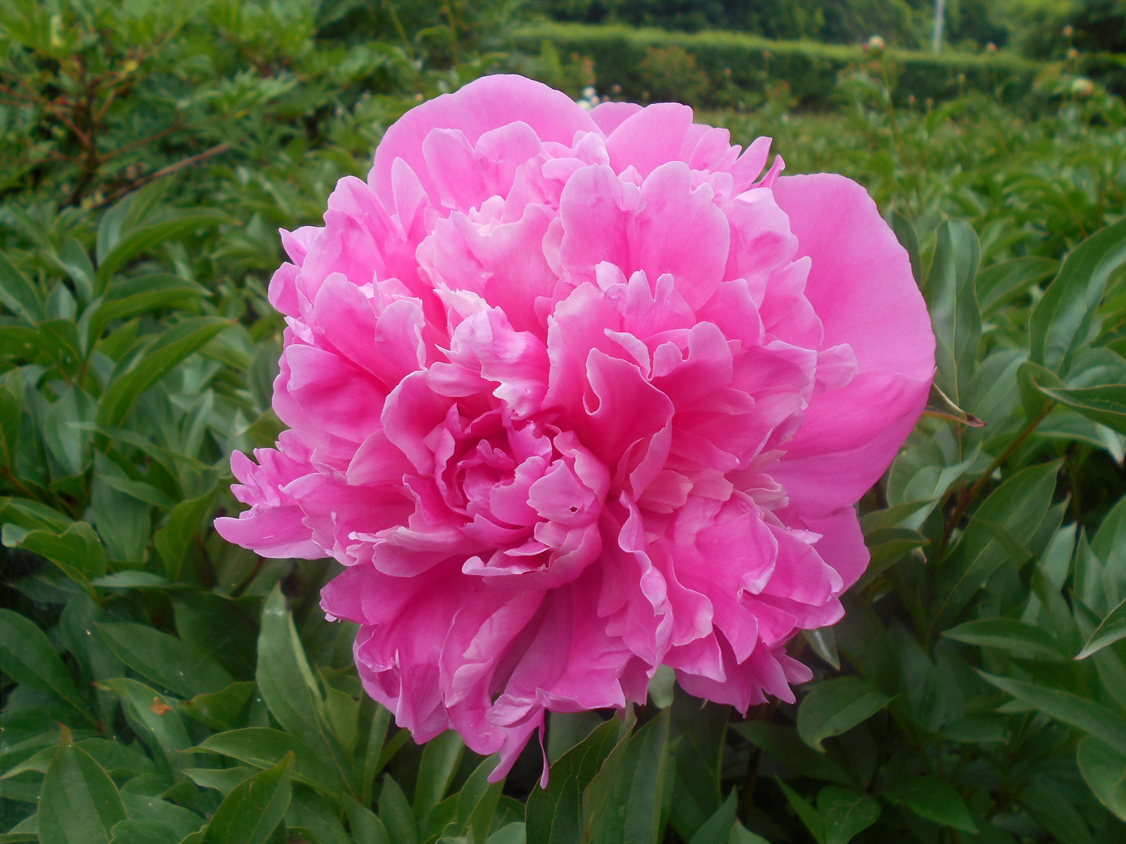 Paeonia lactiflora 'Barbara'